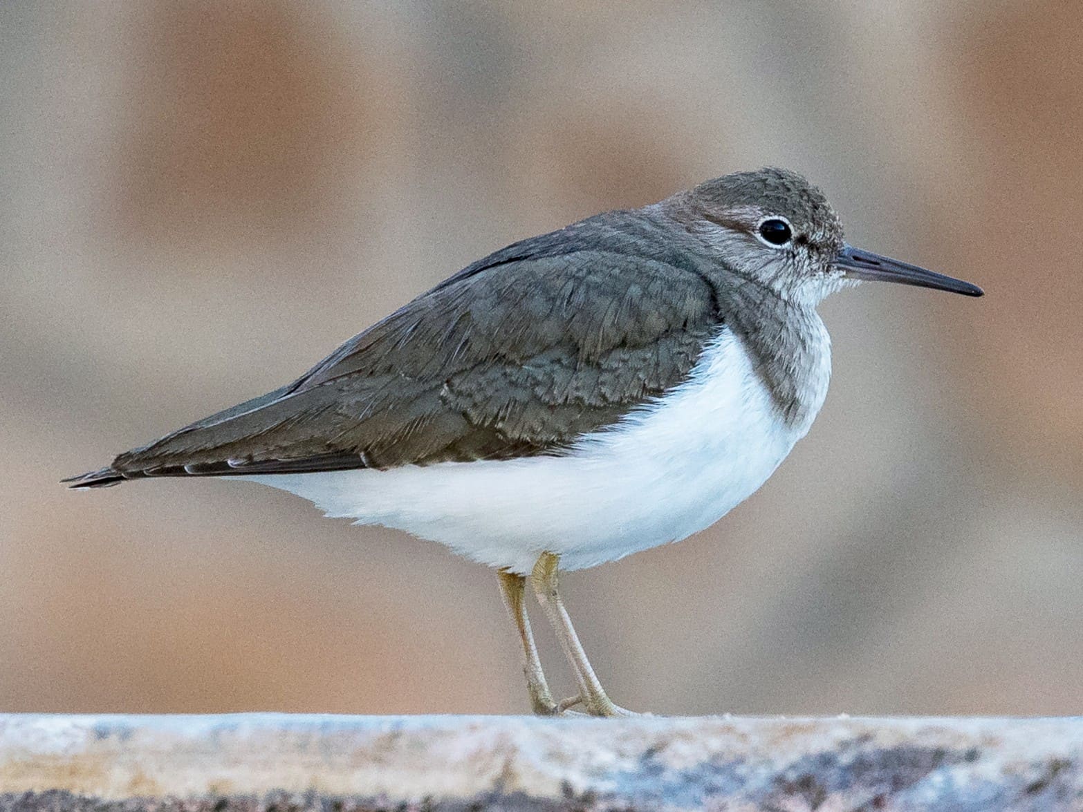 Common Sandpiper